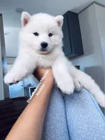 ASTI BOY ( One Blue/One Brown Eye ) , a male Siberian Husky for sale in Greensboro, NC – 10 of 10