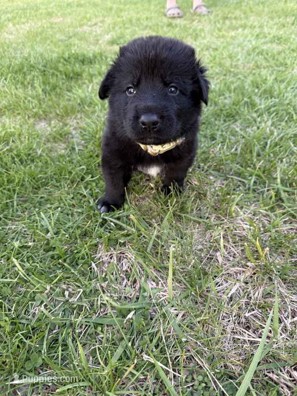 Princess – German Shepherd Dog, Newfoundland puppy for sale in Louisville, KY