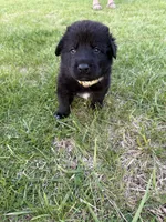 Princess, a female German Shepherd Dog and Newfoundland for sale in Louisville, KY – Photo 1 of 2
