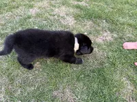Princess, a female German Shepherd Dog and Newfoundland for sale in Louisville, KY – Photo 2 of 2