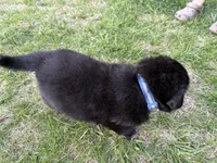 Ghost , a male German Shepherd Dog and Newfoundland for sale in Louisville, KY – Photo 2 of 2