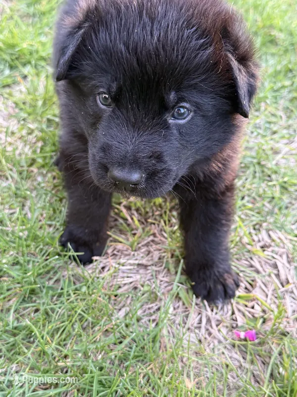 Ghost  – German Shepherd Dog, Newfoundland puppy for sale in Louisville, KY