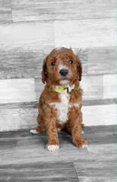 Yellow Collar, a male Miniature Goldendoodle for sale in Ledyard, CT – 2 of 4