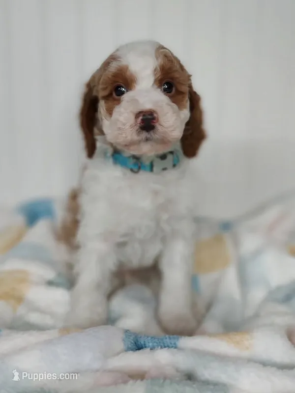 Blue Collar – Miniature Goldendoodle puppy for sale in Ledyard, CT