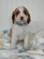 Blue Collar, a male Miniature Goldendoodle for sale in Ledyard, CT – 1 of 4