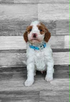 Blue Collar, a male Miniature Goldendoodle for sale in Ledyard, CT – 2 of 4