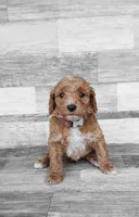 Brown Collar, a male Miniature Goldendoodle for sale in Ledyard, CT – 3 of 5