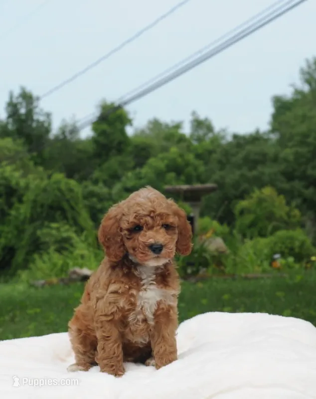 Brown Collar – Miniature Goldendoodle puppy for sale in Ledyard, CT