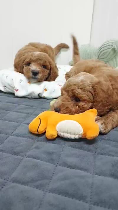 Brown Collar, a male Miniature Goldendoodle for sale in Ledyard, CT – 2 of 5