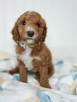 Yellow Collar, a male Miniature Goldendoodle for sale in Ledyard, CT – 1 of 4