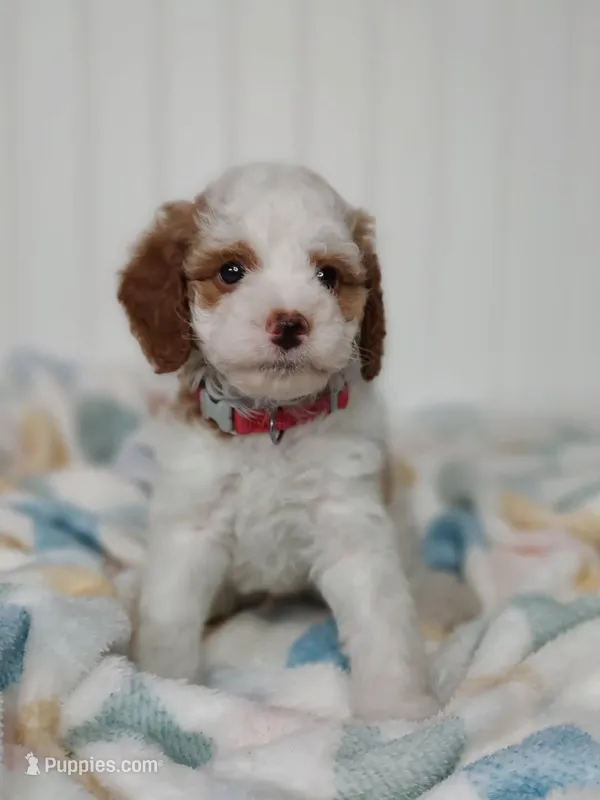 Red Collar – Miniature Goldendoodle puppy for sale in Ledyard, CT