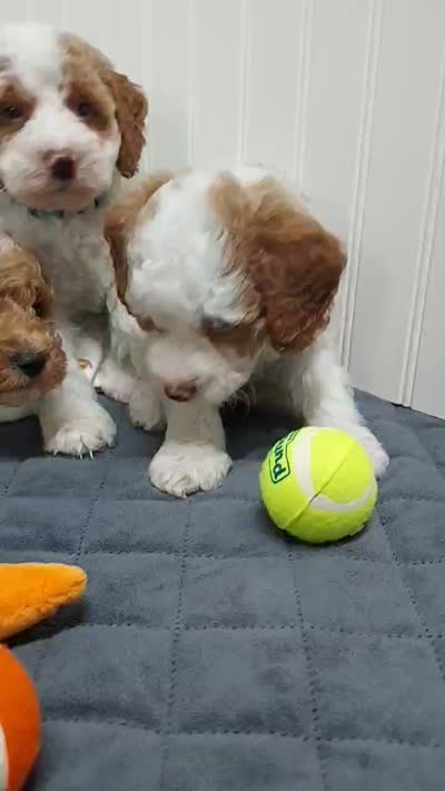 Yellow Collar, a male Miniature Goldendoodle for sale in Ledyard, CT – 4 of 4