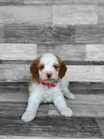 Red Collar, a male Miniature Goldendoodle for sale in Ledyard, CT – 2 of 4