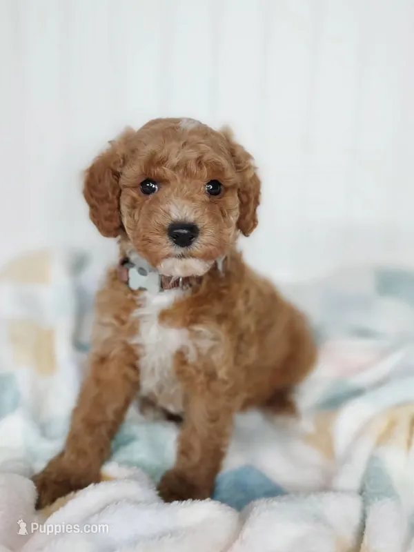 Brown Collar – Miniature Goldendoodle puppy for sale in Ledyard, CT