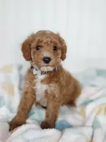 Brown Collar, a male Miniature Goldendoodle for sale in Ledyard, CT – 1 of 5
