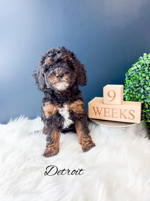Detroit – Miniature Goldendoodle puppy for sale in Saginaw, MI