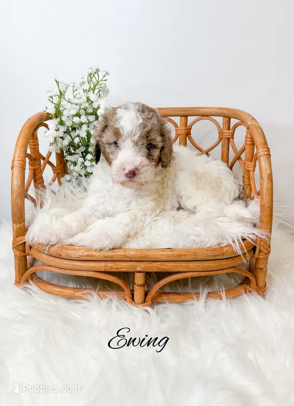 Ewing – Miniature Goldendoodle puppy for sale in Saginaw, MI