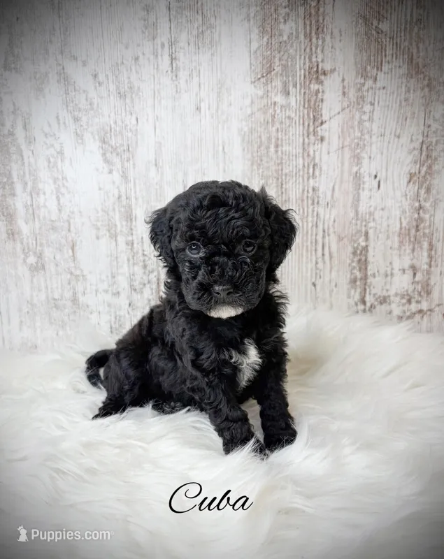 Cuba, a female Miniature Goldendoodle for sale in Saginaw, MI – Photo 1 of 1