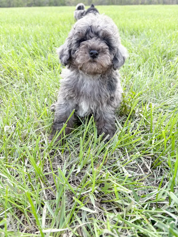Kevin, a male Poodle - Toy  for sale in Saginaw, MI – 1 of 1
