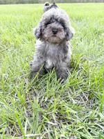 Kevin, a male Poodle - Toy  for sale in Saginaw, MI – 1 of 1