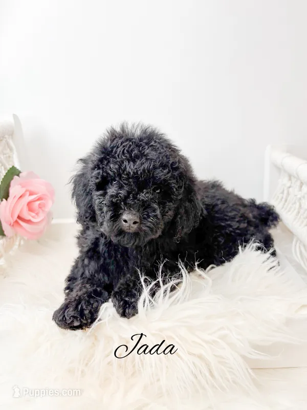Jada – Poodle - Toy  puppy for sale in Saginaw, MI