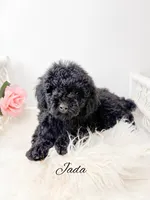 Jada, a female Poodle - Toy  for sale in Saginaw, MI – 1 of 1