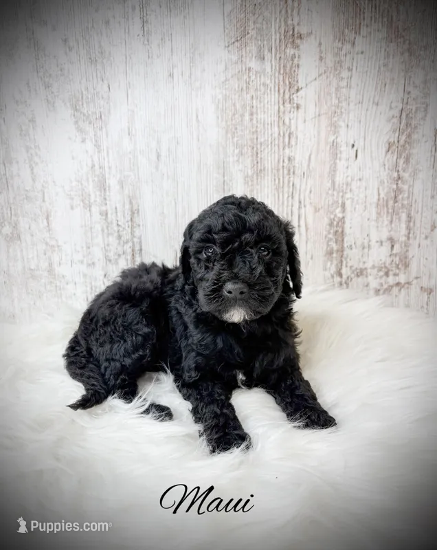 Maui – Miniature Goldendoodle puppy for sale in Saginaw, MI