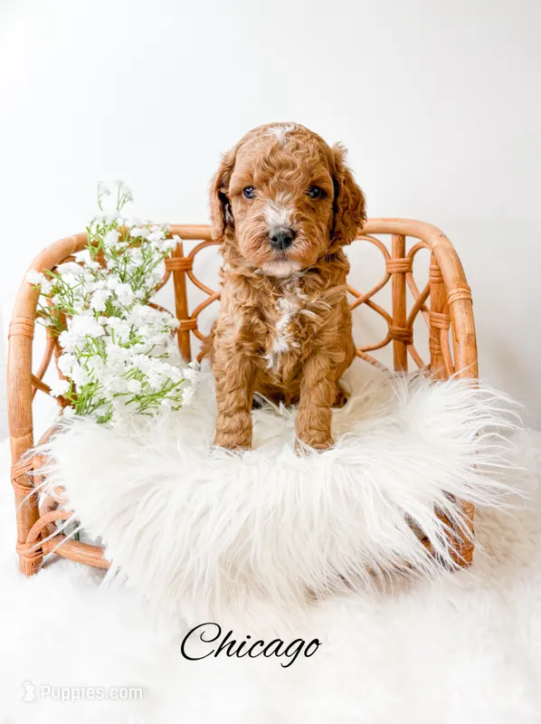 Chicago  – Miniature Goldendoodle puppy for sale in Saginaw, MI
