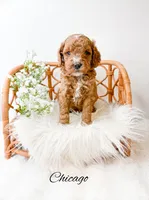 Chicago , a male Miniature Goldendoodle for sale in Saginaw, MI – 1 of 1