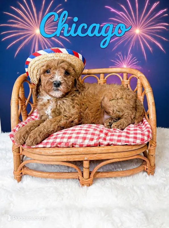 Chicago  – Miniature Goldendoodle puppy for sale in Saginaw, MI