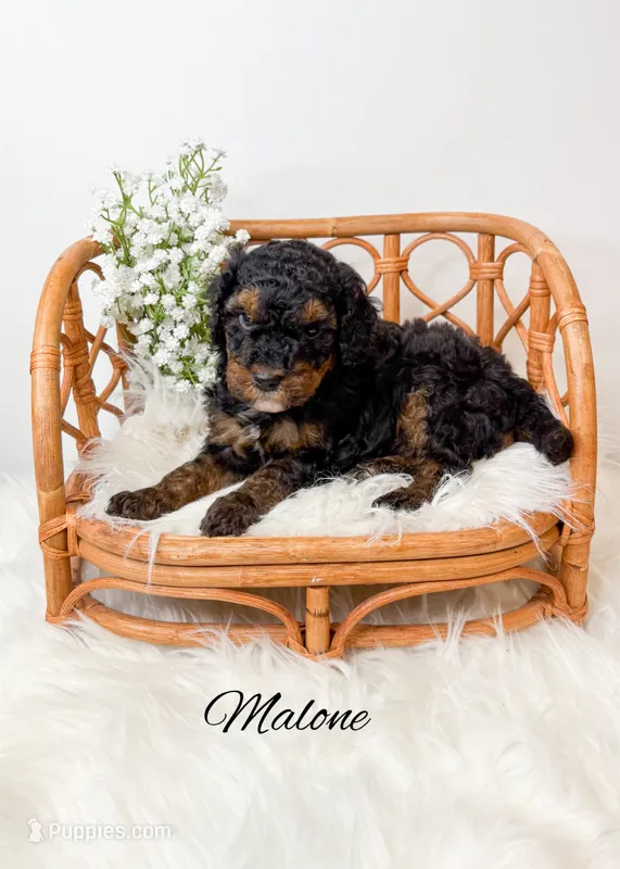 Malone  – Miniature Goldendoodle puppy for sale in Saginaw, MI