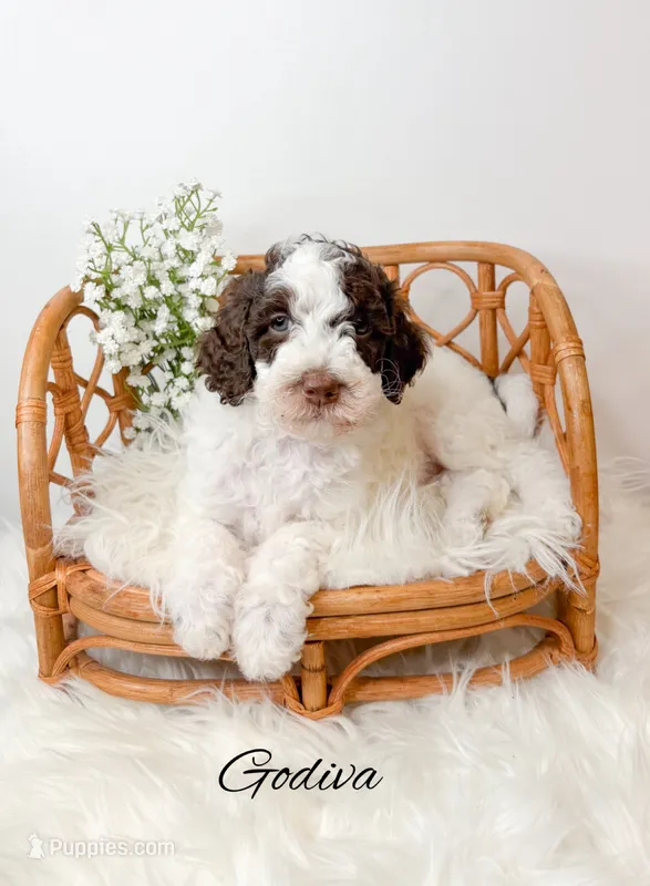 Godiva – Miniature Goldendoodle puppy for sale in Saginaw, MI