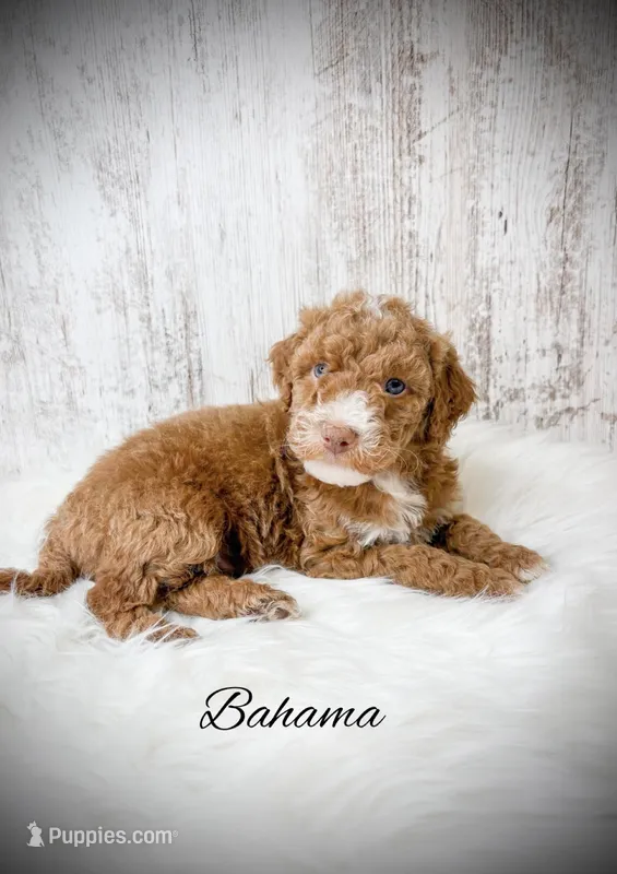 Bahama – Miniature Goldendoodle puppy for sale in Saginaw, MI