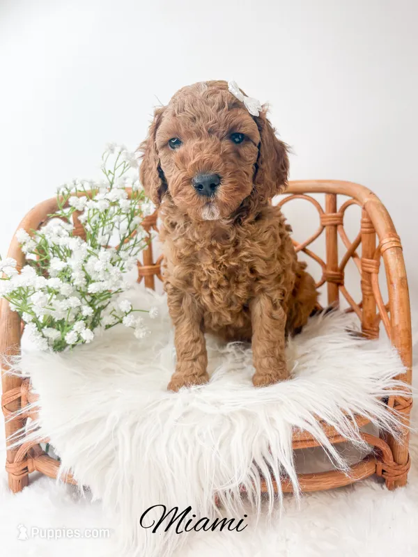 Miami  – Miniature Goldendoodle puppy for sale in Saginaw, MI