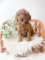 Miami , a female Miniature Goldendoodle for sale in Saginaw, MI – 1 of 1