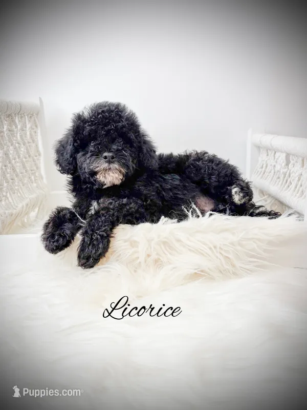 Licorice  – Poodle - Toy  puppy for sale in Saginaw, MI