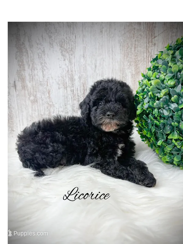 Licorice , a male Poodle - Toy  for sale in Saginaw, MI – Photo 1 of 1