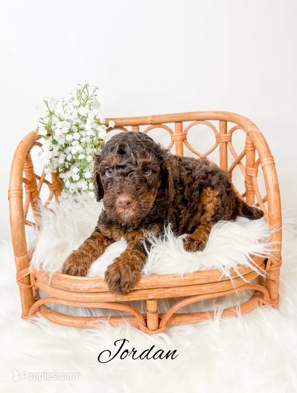 Jordan  – Miniature Goldendoodle puppy for sale in Saginaw, MI
