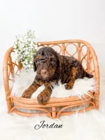 Jordan , a male Miniature Goldendoodle for sale in Saginaw, MI – 1 of 1