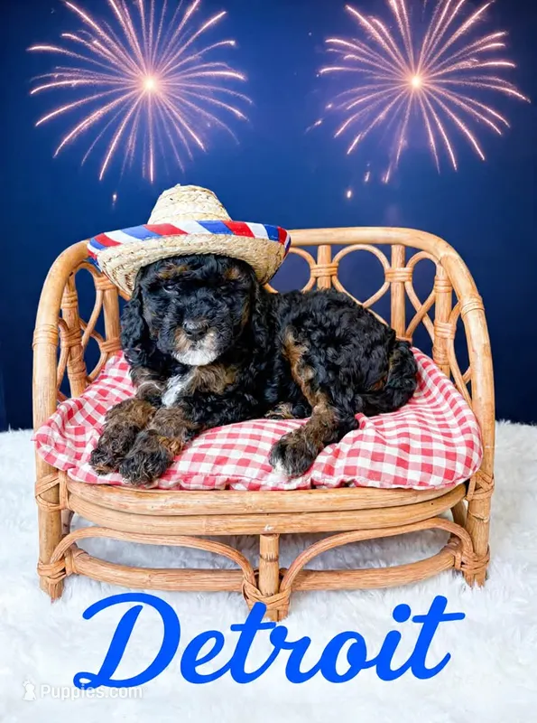 Detroit – Miniature Goldendoodle puppy for sale in Saginaw, MI