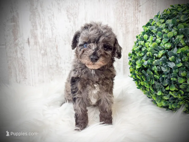 Franklin  – Poodle - Toy  puppy for sale in Saginaw, MI