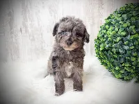 Franklin , a male Poodle - Toy  for sale in Saginaw, MI – 1 of 1