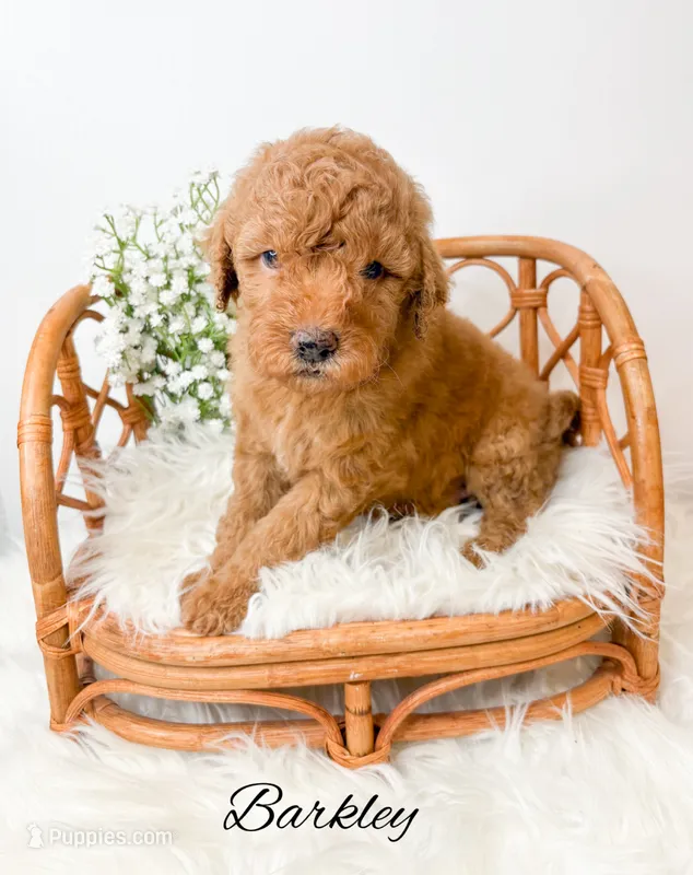 Barkley  – Miniature Goldendoodle puppy for sale in Saginaw, MI