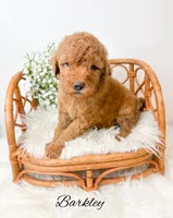 Barkley , a male Miniature Goldendoodle for sale in Saginaw, MI – 1 of 1