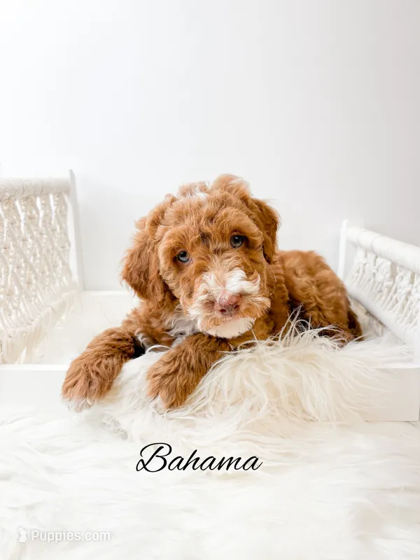 Bahama – Miniature Goldendoodle puppy for sale in Saginaw, MI