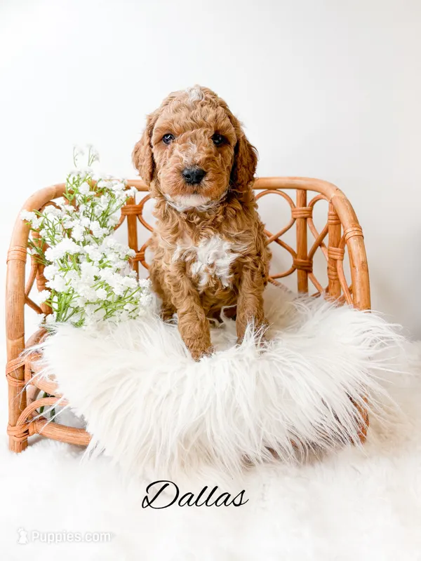 Dallas – Miniature Goldendoodle puppy for sale in Saginaw, MI