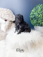 Taffy, a male Poodle - Toy  for sale in Saginaw, MI – Photo 1 of 2