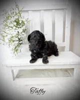 Taffy, a male Poodle - Toy  for sale in Saginaw, MI – Photo 2 of 2