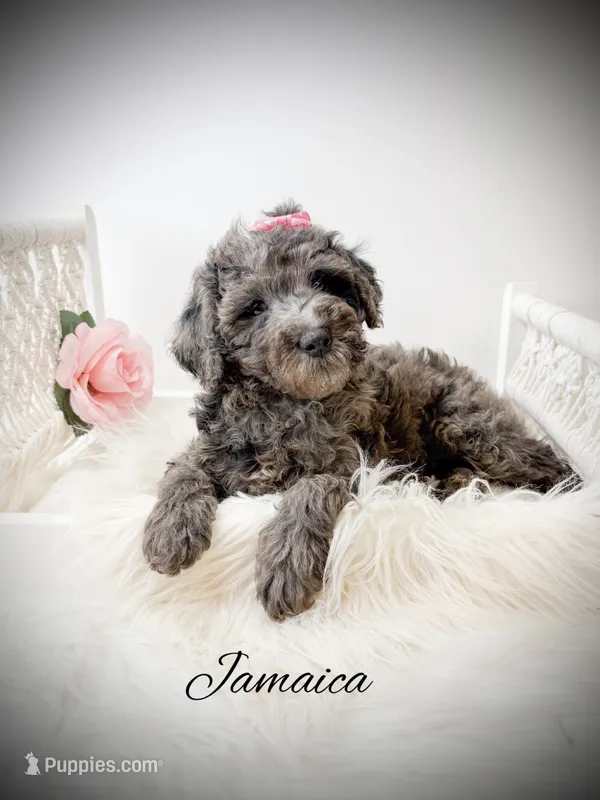 Jamaica – Miniature Goldendoodle puppy for sale in Saginaw, MI