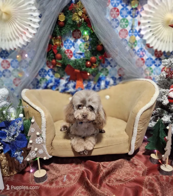 Romeo  – Poodle - Toy  puppy for sale in Saginaw, MI
